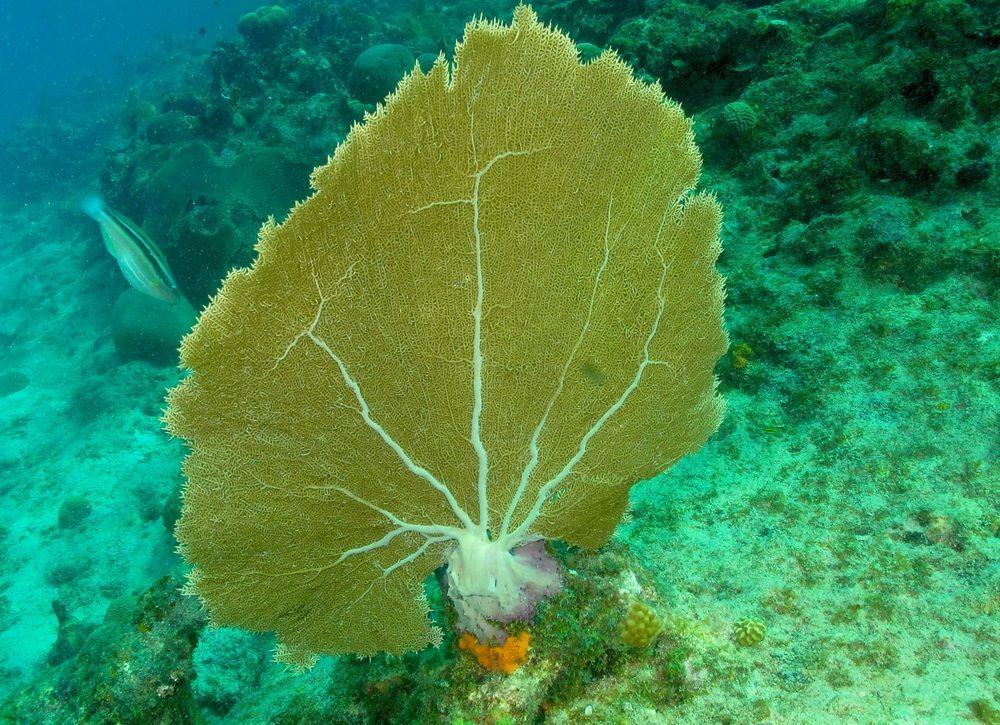 Lagun Blou Dive And Beach Resort Exterior foto